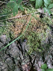 Glischrochilus obtusus