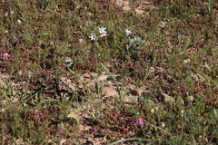 Ixia rapunculoides