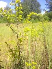 Solidago