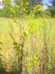 Solidago