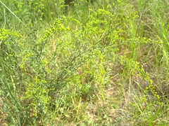 Solidago