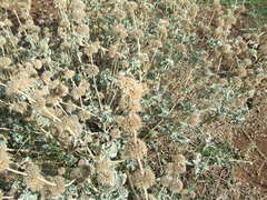 Marrubium incanum