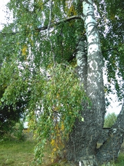 Betula pendula