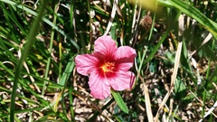 Sida dureana