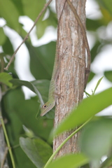 Anolis garmani