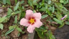 Sida dureana