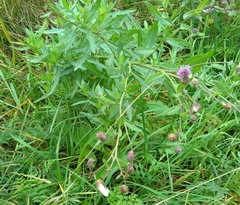 Cirsium arvense