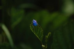 Hoplia coerulea