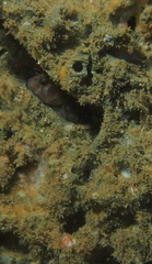 Limacia