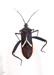 Leptoscelis tricolor