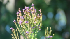 Verbena hastata