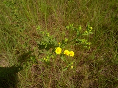 Heterotheca subaxillaris