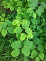 Reynoutria japonica