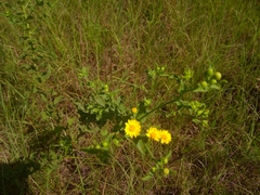 Heterotheca subaxillaris