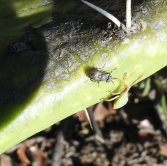 Stictomyia longicornis