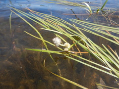 Sparganium fluctuans