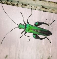Oedemera nobilis