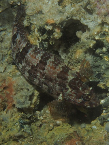 Largemouth Blenny