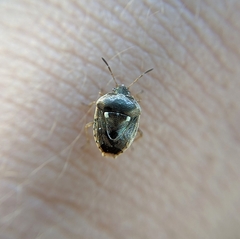 Stagonomus bipunctatus bipunctatus