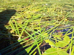 Sparganium fluctuans
