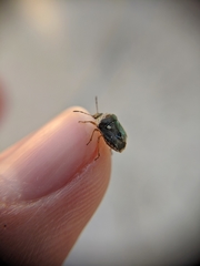 Stagonomus bipunctatus bipunctatus