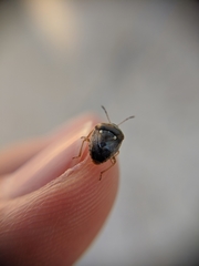 Stagonomus bipunctatus bipunctatus