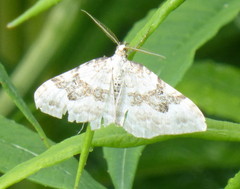 Xanthorhoe montanata