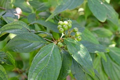 Cornus excelsa