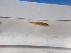Catostomus