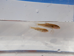 Catostomus