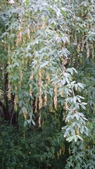 Laburnum