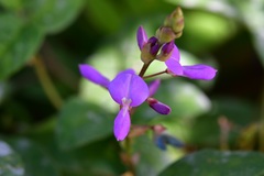 Desmodium pringlei