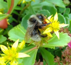 Bombus