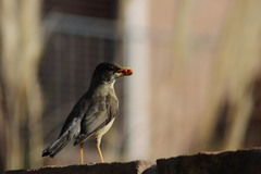 Turdus falcklandii