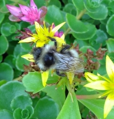 Bombus