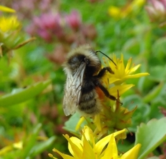 Bombus
