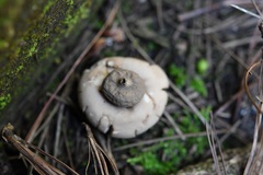 Geastrum rufescens