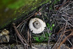Geastrum rufescens