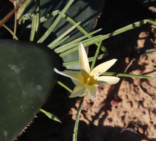 Romulea hirta