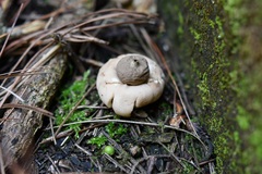 Geastrum rufescens