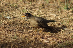 Turdus falcklandii
