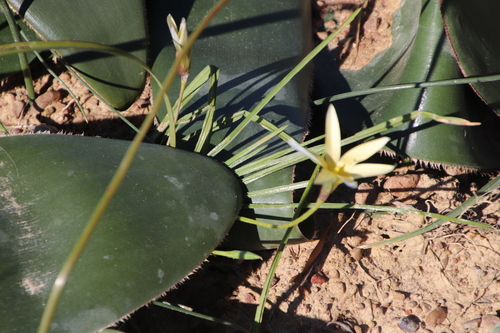 Image of Romulea hirta by (c) Tony Rebelo, some rights reserved (CC BY-SA)