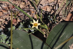Romulea hirta