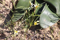 Romulea hirta