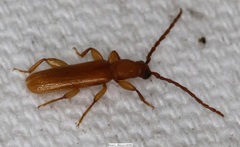 Smodicum cucujiforme