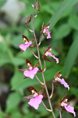Rhynchostele bictoniensis