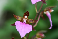 Rhynchostele bictoniensis