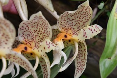 Stanhopea oculata