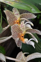 Stanhopea oculata