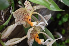 Stanhopea oculata